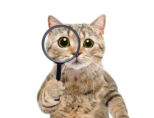 Tracking down lost pension details